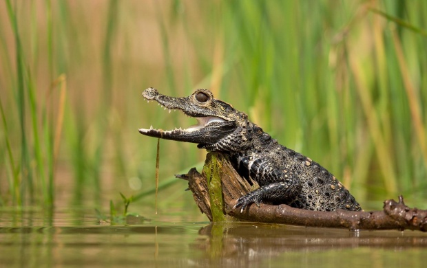 Dwarf Crocodile (click to view)