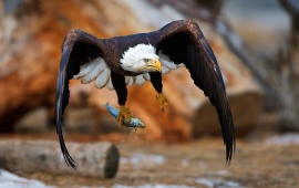 Eagle Catch Fish