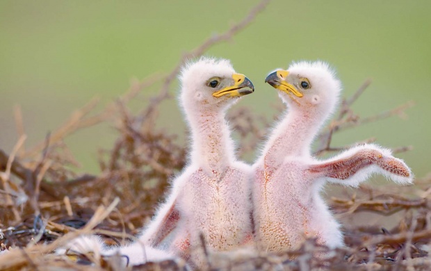 Eagle Chicks (click to view)