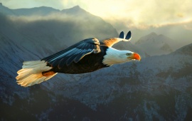 Eagle Flight On Mountain