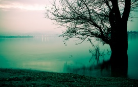 Early Morning Fog Lake And Tree