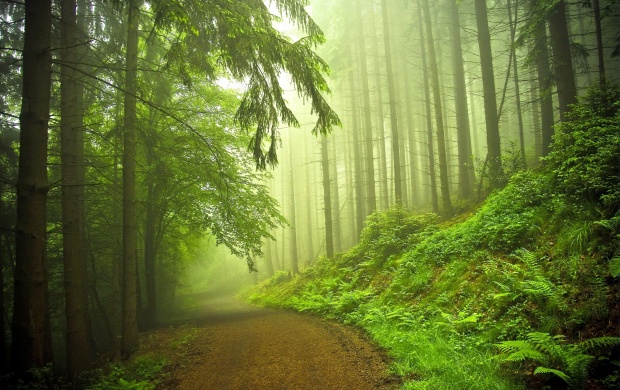 Early Morning Forest (click to view)