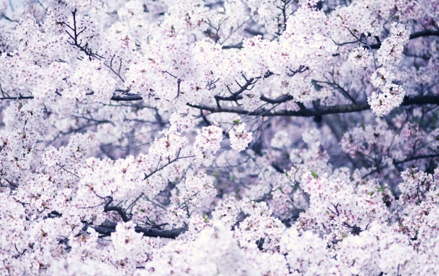 Earth Blossoms Flowers (click to view)