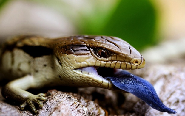 Eastern Blue Tongue Lizard