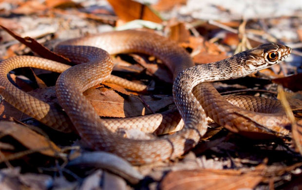 Eastern Coachwhip (click to view)