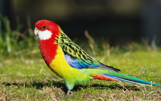 Eastern Rosella (click to view)