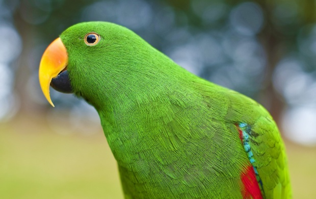 Eclectus Parrot (click to view)
