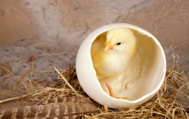 Egg In Chicken