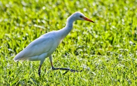 Egret In Green Grass
