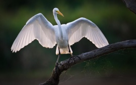 Egret  Wings Spread On Landing