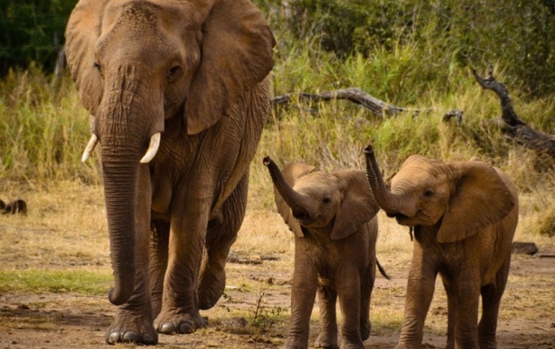 Elephant And Little Cubs