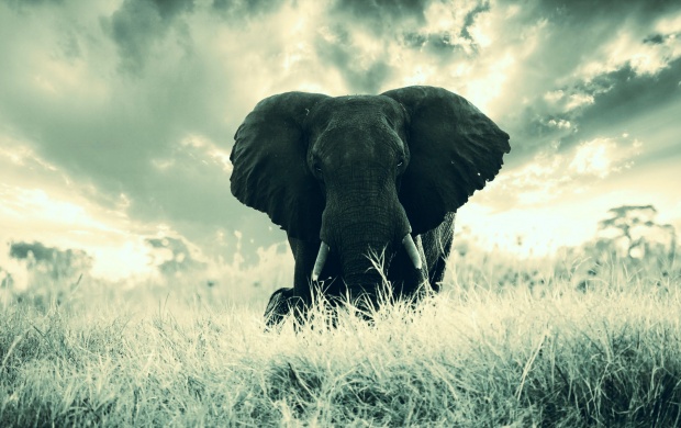Elephant Background (click to view)