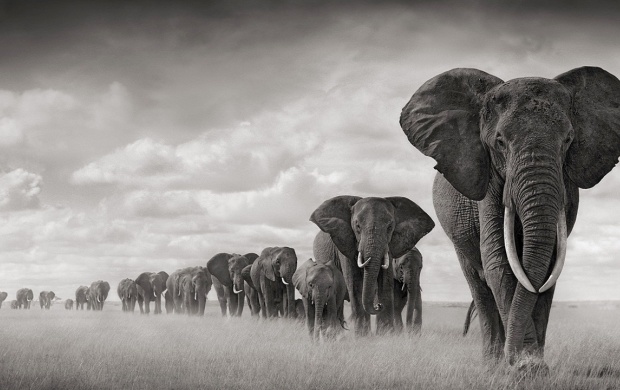 Elephants Amboseli (click to view)