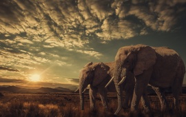 Elephants Sunset