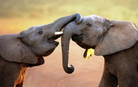 Elephants Trunk
