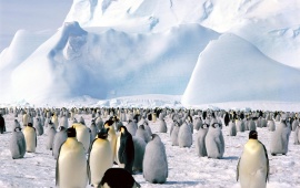 Emperor Penguins, Weddell Sea, Antarctica