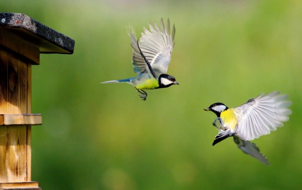 Eurasian Blue Tit Couple (click to view)