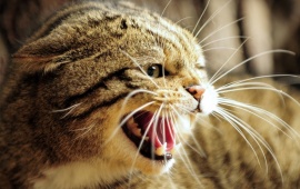 European Wild Cat Anger