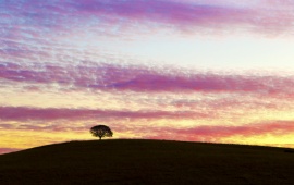 Evening Hill Tree