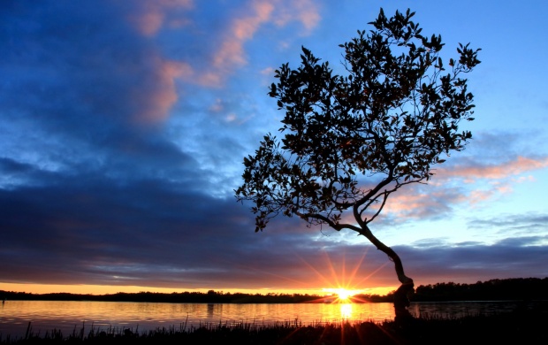 Evening River Tree Sun