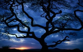 Evening Sunset Tree Curved