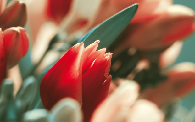 Exotic Tulip Flowers