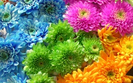 Extreme Colors Flowers