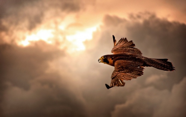 Falcon Flying (click to view)
