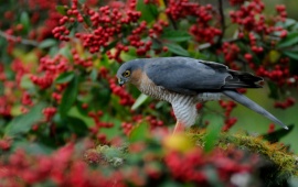 Falcon On Berry Tree