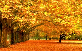 Fall Autumn Foliage Trees