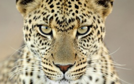 Female Leopard Tanzania