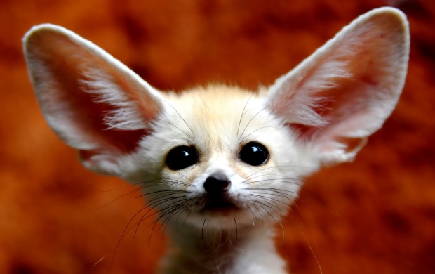 Fennec Fox (click to view)
