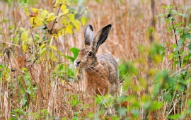 Field In Hare Summer