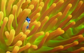 Finding Dory The Forgetful Fish