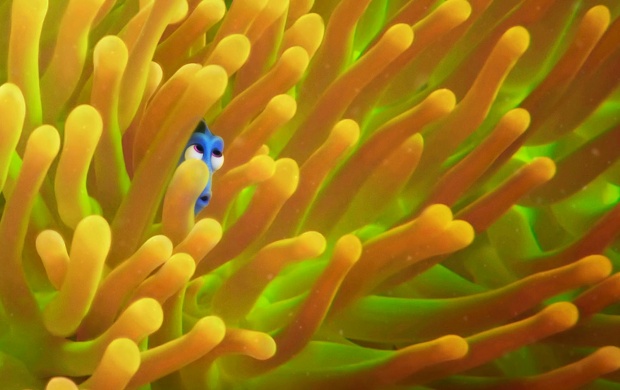 Finding Dory The Forgetful Fish (click to view)