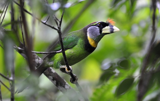 Fire Tufted Barbet (click to view)