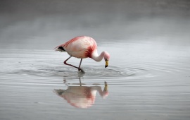 Flamingo Bird In River Water