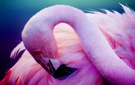 Flamingo Pink Neck