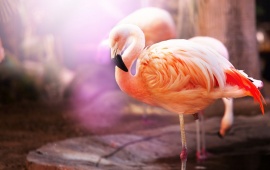 Flamingos Birds Macro