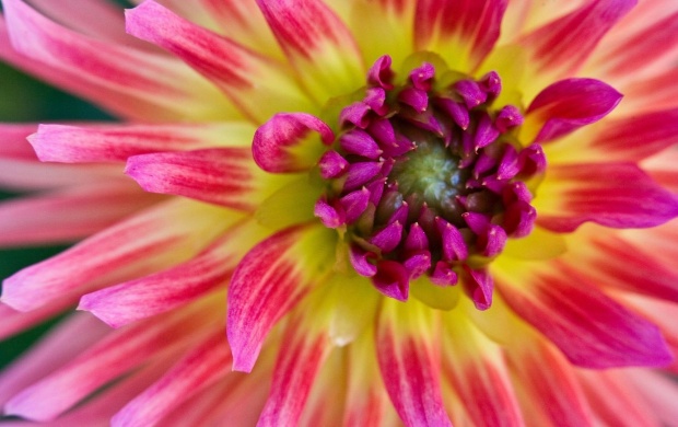 Flower Dahlia Close Up
