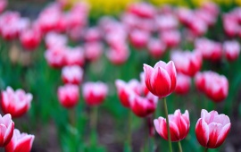 Flower Tulips Petals Of Pink