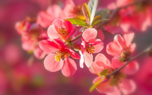 Flowers Quince (click to view)