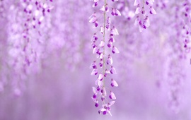Flowers Wisteria Purple Nature