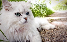 Fluffy Persian Cat