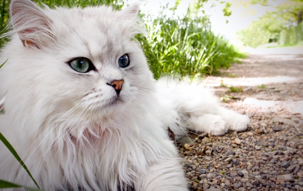 Fluffy Persian Cat (click to view)