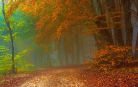 Foggy Autumn Day In The Forest