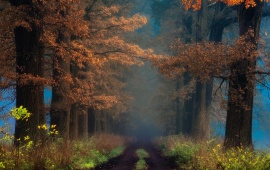 Foggy Autumn Pathway