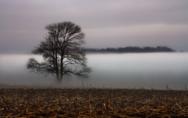 Foggy Field And Single Tree