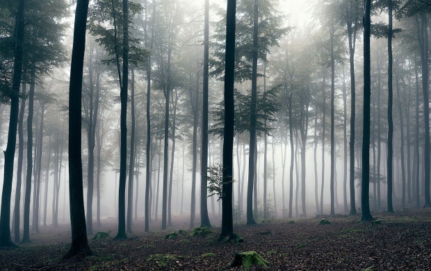 Foggy Forest Day