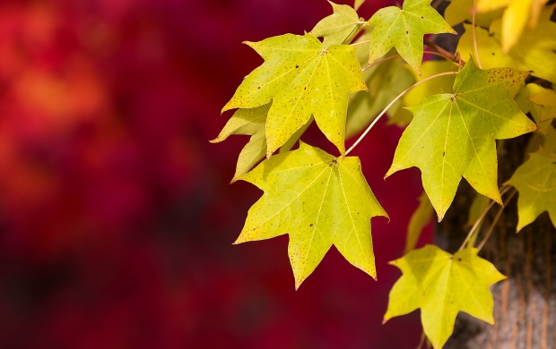 Foliage Autumn Leaves (click to view)